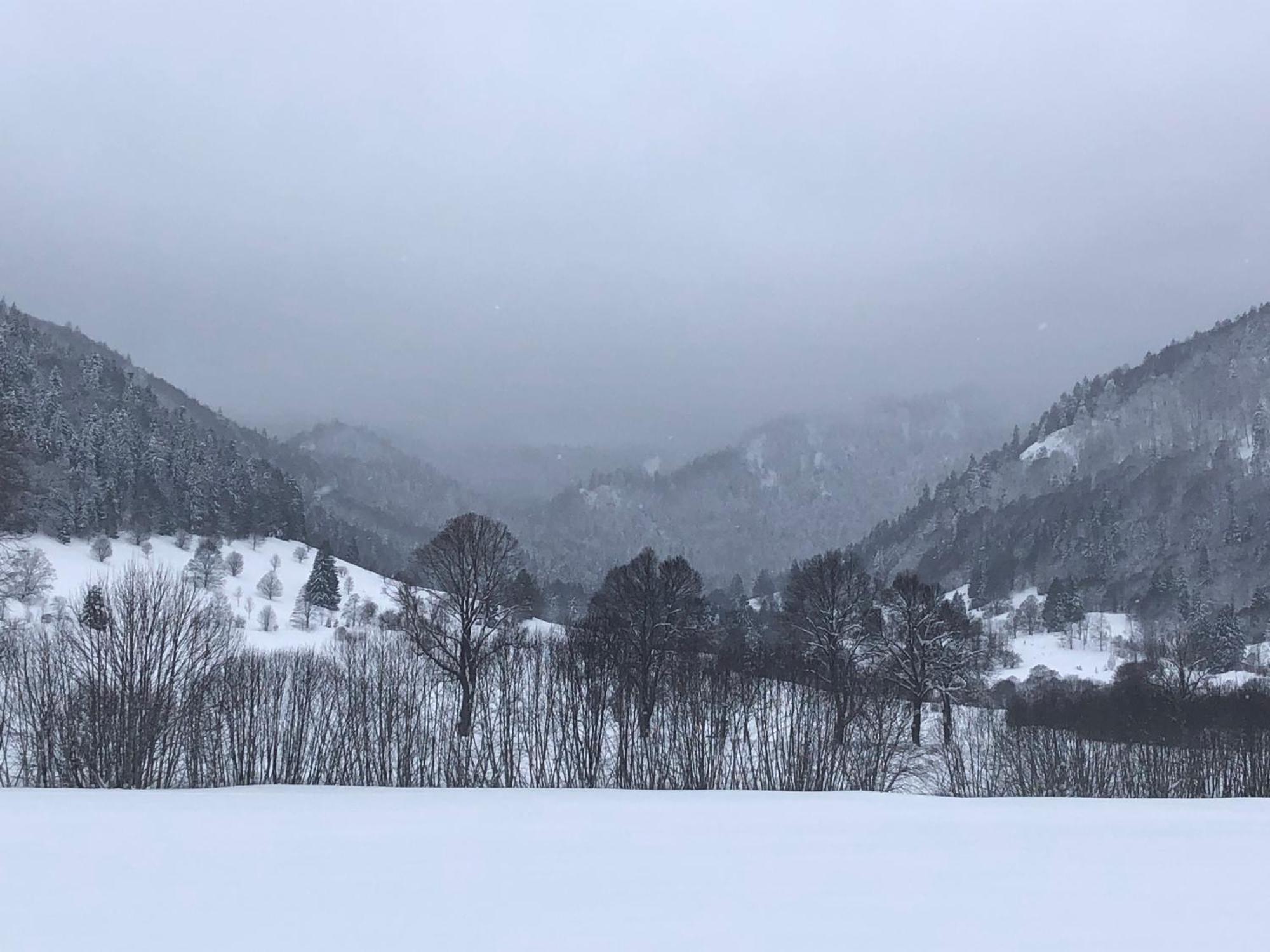 Forest Apartment-Forest Escape Menzenschwand سانت بلاسين المظهر الخارجي الصورة