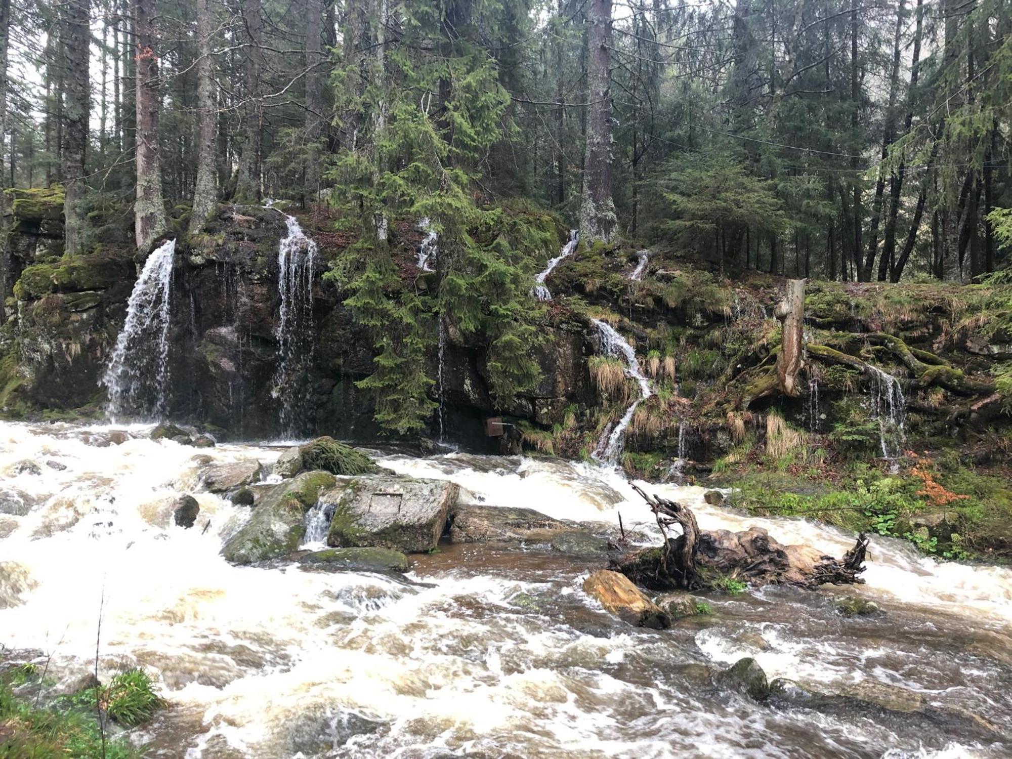 Forest Apartment-Forest Escape Menzenschwand سانت بلاسين المظهر الخارجي الصورة